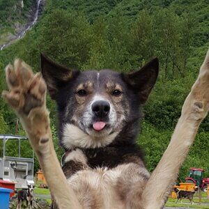 Meet your Posher, AK